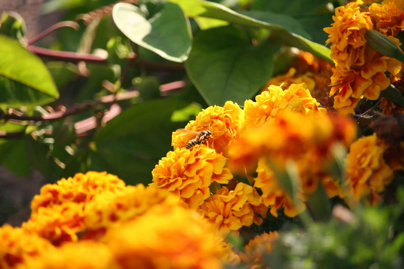 Backlit orange marigolds with a paper wasp resting on one