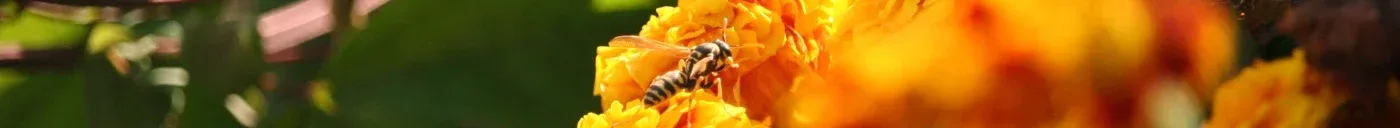 Backlit orange marigolds with a paper wasp resting on one